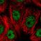 Ring Finger Protein 208 antibody, HPA021429, Atlas Antibodies, Immunofluorescence image 