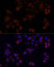 Microtubule Associated Protein RP/EB Family Member 1 antibody, 18-737, ProSci, Immunofluorescence image 