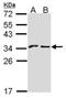 Formyl Peptide Receptor 1 antibody, orb13410, Biorbyt, Western Blot image 