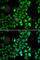 Dopamine Receptor D5 antibody, A1719, ABclonal Technology, Immunofluorescence image 