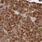 Protein Niban antibody, HPA028172, Atlas Antibodies, Immunohistochemistry frozen image 