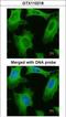 Phospholipase A2 Group IVA antibody, GTX110218, GeneTex, Immunocytochemistry image 