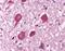 Free fatty acid receptor 1 antibody, NLS1595, Novus Biologicals, Immunohistochemistry paraffin image 