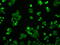 Protein Phosphatase 5 Catalytic Subunit antibody, GTX83840, GeneTex, Immunofluorescence image 