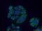 Mitochondrial Ribosomal Protein S36 antibody, 16279-1-AP, Proteintech Group, Immunofluorescence image 