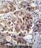 HCG1995004 antibody, abx025012, Abbexa, Immunohistochemistry frozen image 