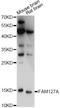 Retrotransposon Gag Like 8C antibody, A31654, Boster Biological Technology, Western Blot image 
