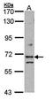Exocyst Complex Component 7 antibody, orb69693, Biorbyt, Western Blot image 