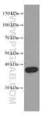 Secreted frizzled-related protein 2 antibody, 66328-1-Ig, Proteintech Group, Western Blot image 