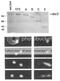 Ribosomal RNA-processing protein 44 antibody, 63-123, BioAcademia Inc, Immunofluorescence image 