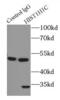 H12 antibody, FNab03883, FineTest, Immunoprecipitation image 