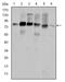 Src substrate cortactin antibody, AM06601SU-N, Origene, Western Blot image 