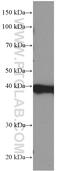 Pleckstrin antibody, 66431-1-Ig, Proteintech Group, Western Blot image 