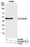 YJU2 Splicing Factor Homolog antibody, A305-882A-M, Bethyl Labs, Immunoprecipitation image 