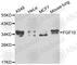 Fibroblast growth factor 10 antibody, A1201, ABclonal Technology, Western Blot image 