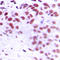 Homeobox protein MOX-2 antibody, LS-C352502, Lifespan Biosciences, Immunohistochemistry frozen image 