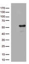 ARRB1 antibody, TA812548S, Origene, Western Blot image 