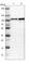 Eukaryotic Translation Initiation Factor 4 Gamma 2 antibody, HPA016965, Atlas Antibodies, Western Blot image 