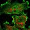 Rho GTPase Activating Protein 23 antibody, HPA019818, Atlas Antibodies, Immunocytochemistry image 