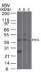 HtrA Serine Peptidase 3 antibody, PA1-41149, Invitrogen Antibodies, Western Blot image 