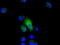 NLK antibody, TA501127, Origene, Immunofluorescence image 