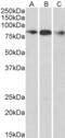 Engulfment And Cell Motility 1 antibody, OBT1385, Bio-Rad (formerly AbD Serotec) , Western Blot image 