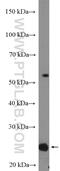 Ring Finger Protein 11 antibody, 16948-1-AP, Proteintech Group, Western Blot image 