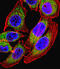 Nuclear Factor Of Activated T Cells 4 antibody, LS-C158379, Lifespan Biosciences, Immunofluorescence image 