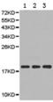 Cystatin-8 antibody, TA322601, Origene, Western Blot image 