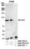 LEO1 Homolog, Paf1/RNA Polymerase II Complex Component antibody, A300-175A, Bethyl Labs, Immunoprecipitation image 