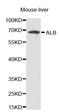 Albumin antibody, orb48278, Biorbyt, Western Blot image 