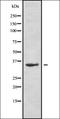 POU domain class 2-associating factor 1 antibody, orb336881, Biorbyt, Western Blot image 