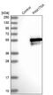 Family With Sequence Similarity 170 Member A antibody, NBP2-32707, Novus Biologicals, Western Blot image 