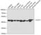 Acetyl-CoA Acetyltransferase 1 antibody, GTX32987, GeneTex, Western Blot image 