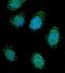Dystrobrevin Alpha antibody, PA5-35120, Invitrogen Antibodies, Immunofluorescence image 