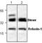 Prorelaxin 1 antibody, GTX59858, GeneTex, Western Blot image 