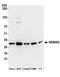 Gem Nuclear Organelle Associated Protein 2 antibody, A304-820A, Bethyl Labs, Western Blot image 