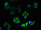 HMG-CoA reductase antibody, CSB-PA010565LA01HU, Cusabio, Immunofluorescence image 