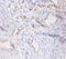 Phospholipid Transfer Protein antibody, A53320-100, Epigentek, Immunohistochemistry paraffin image 