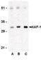 XIAP Associated Factor 1 antibody, LS-B618, Lifespan Biosciences, Western Blot image 