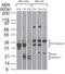 Sca1 antibody, TA336456, Origene, Western Blot image 