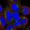 Golgin A8 Family Member A antibody, HPA051808, Atlas Antibodies, Immunofluorescence image 