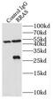 RAS Related antibody, FNab07489, FineTest, Immunoprecipitation image 