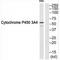 Cytochrome P450 Family 3 Subfamily A Member 4 antibody, A00339, Boster Biological Technology, Western Blot image 