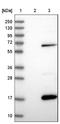 Myelin-associated oligodendrocyte basic protein antibody, NBP1-89430, Novus Biologicals, Western Blot image 