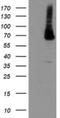 Phosphoacetylglucosamine mutase antibody, NBP2-46380, Novus Biologicals, Western Blot image 