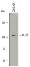Neural EGFL Like 1 antibody, MAB5487, R&D Systems, Western Blot image 
