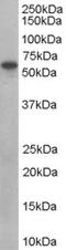 SH3PX1 antibody, EB07157, Everest Biotech, Western Blot image 