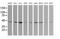 Calreticulin 3 antibody, MA5-26221, Invitrogen Antibodies, Western Blot image 