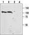 Sortilin 1 antibody, TA328904, Origene, Western Blot image 